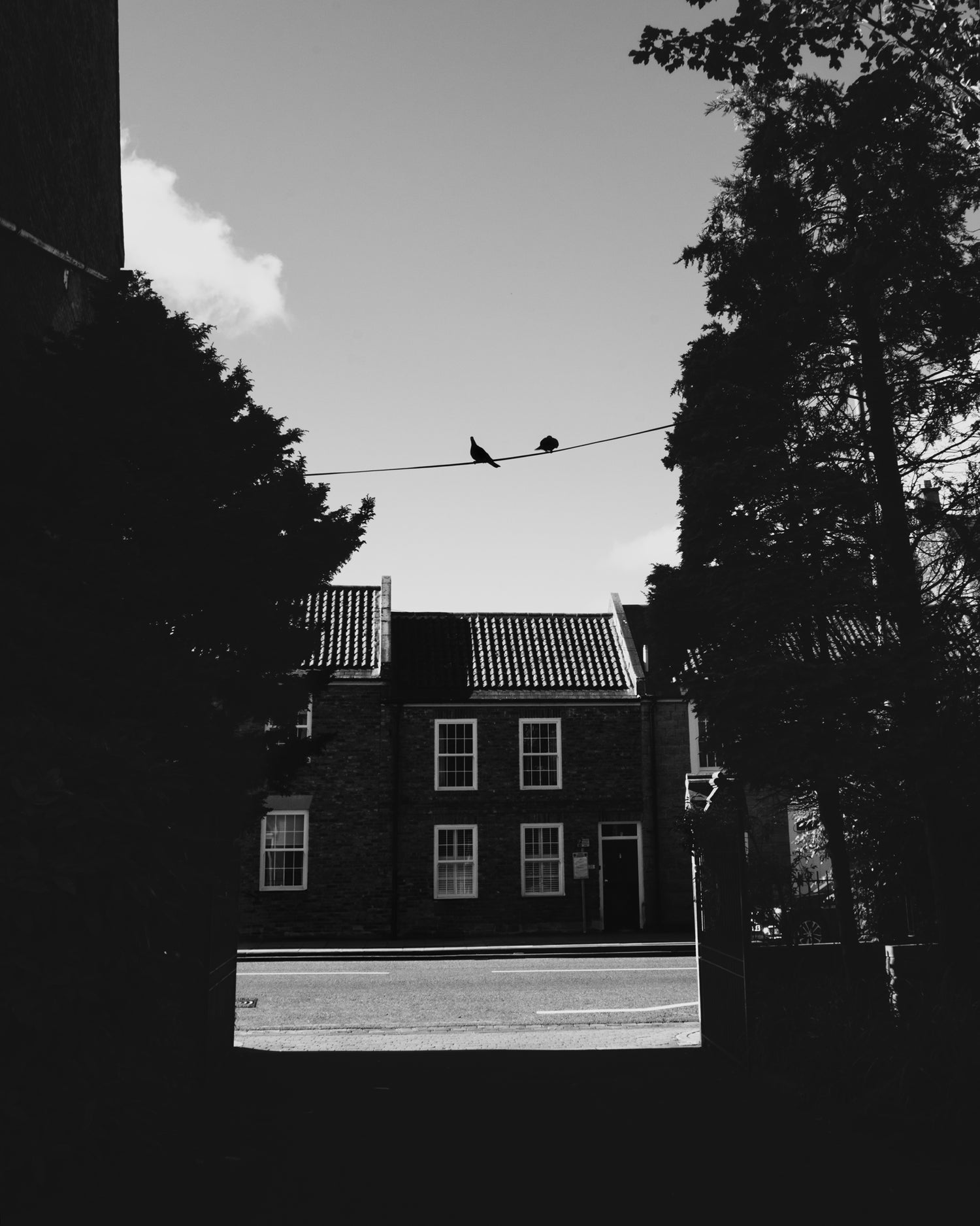 two birds on a telephone line in morpeth